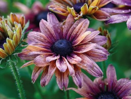 Solhat, Rudbeckia, Sommersolhat Sahara