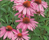 Solhat, Echinacea purpurea Purple Coneflower