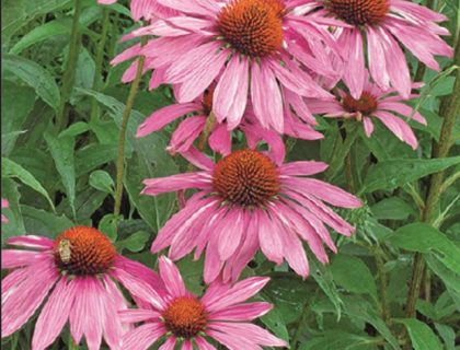 Solhat, Echinacea purpurea Purple Coneflower