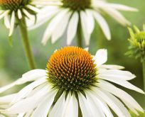 Echinacea White Swan Solhat