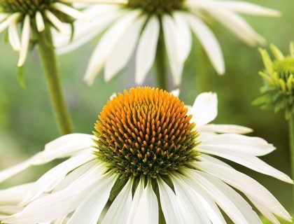 Solhat, Echinacea White Swan