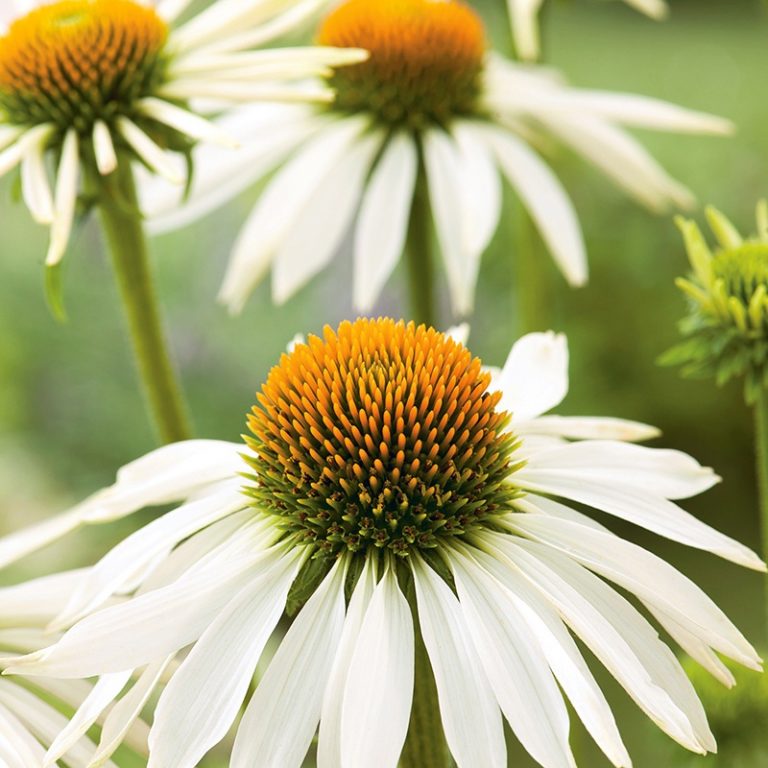 Solhat, Echinacea White Swan