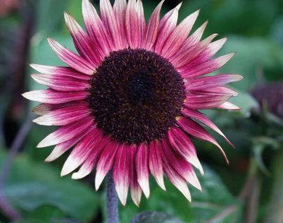 Solsikke Ms Mars, rød / lilla