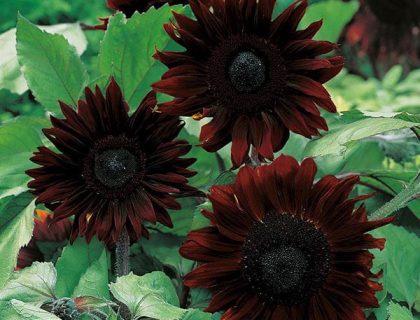Helianthus solsikke Black Magic F1
