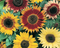 Helianthus Pollenfri mix, solsikke i blandede farver.