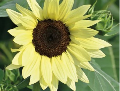 Solsikke Buttercream F1