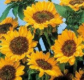 Helianthus Solsikke Sonja