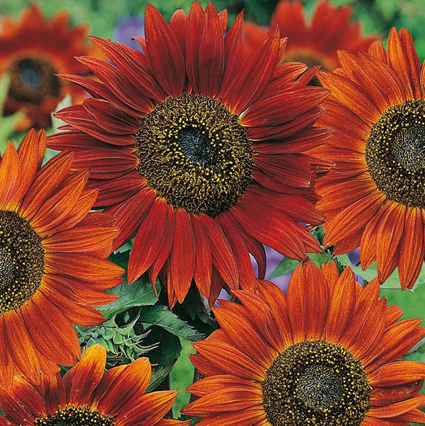 Solsikke, Helianthus Velvet Queen