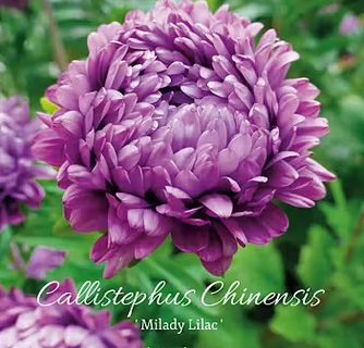 Asters, Sommeraster, Milady Lilac