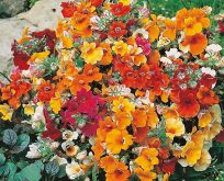 Sommerfugleblomst. Nemesia strumosa Carnival Mixed