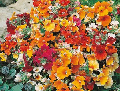 Sommerfugleblomst. Nemesia, Carnival Mixed