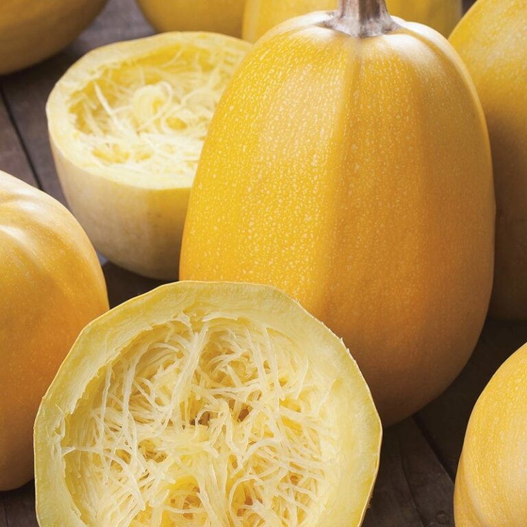 Squash Spagetti frø