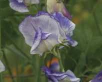 Lathyrus, ærteblomst, spencer blue ripple