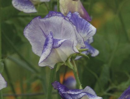 Lathyrus, ærteblomst, spencer blue ripple