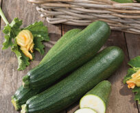 Squash blackstar F1