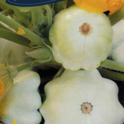 Squash, sommer. Disco.