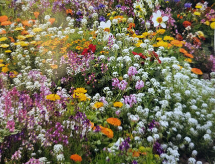 Stenbed stauder, blomster