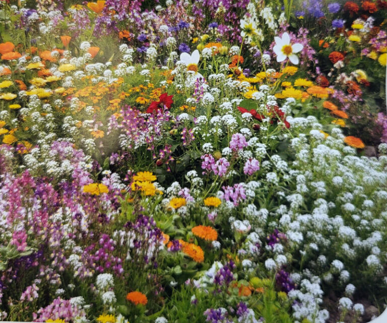 Stenbed stauder, blomster