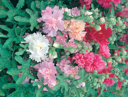 Stokrose. Majorette Mix af farver.