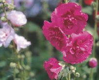 Althaea rosea Charters Stokrose blanding. Dobbelt.