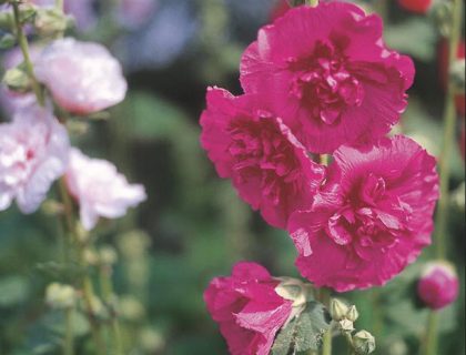 Althaea rosea Charters Stokrose blanding. Dobbelt.