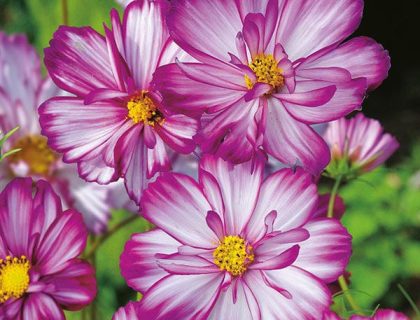 Stolt kavaler, Cosmos, Sweet Kisses