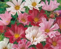 Cosmos Seashells Mixed stolte kavaler