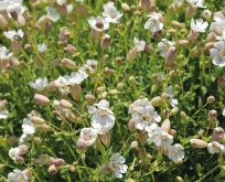 Strandlimurt, silene uniflora