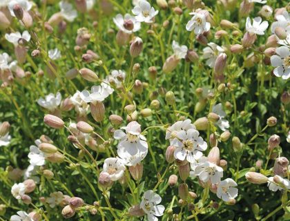 Strandlimurt, silene uniflora