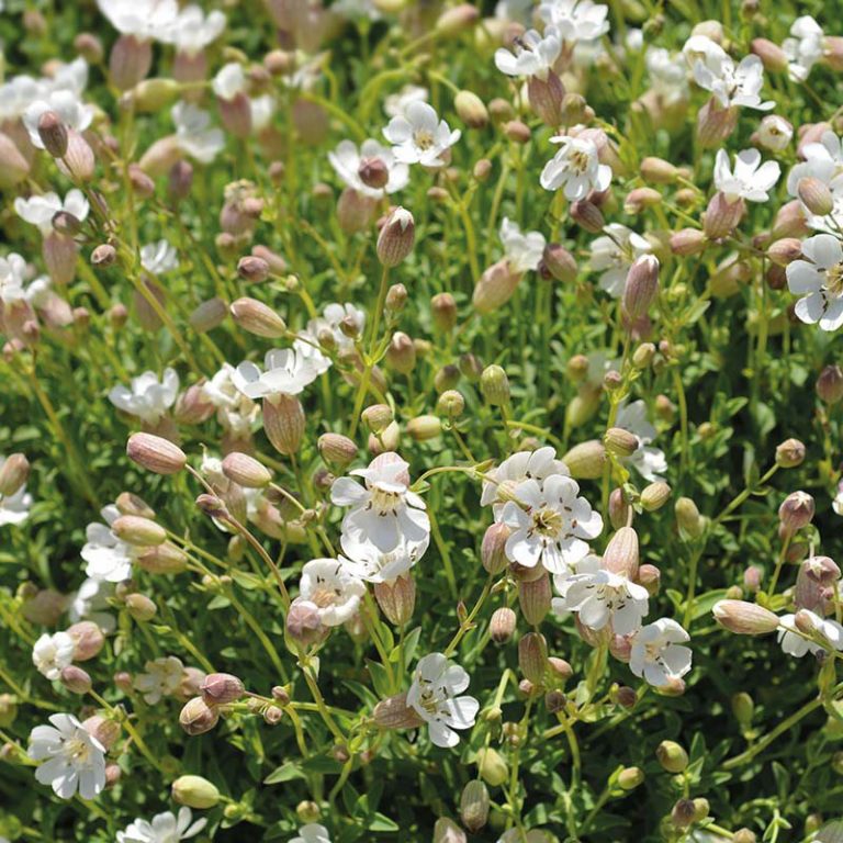 Strandlimurt, silene uniflora