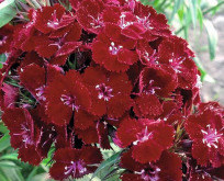 Dianthus barbatus, Nellike studenter Nigrica