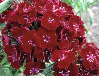 Dianthus barbatus, Nellike studenter Nigrica