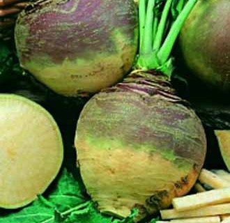 Kålroe, kålrabi, Svensk turnip eller swede, Best of All