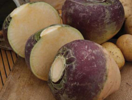 Kålroe, kålrabi, Svensk turnip eller Swede. Gowrie