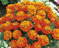 Tagetes Patula Honeycomb