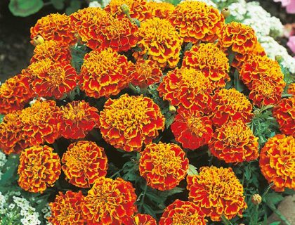 Tagetes Patula Honeycomb