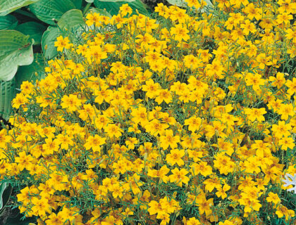 Tagetes, Golden Gem AppelsinTagetes