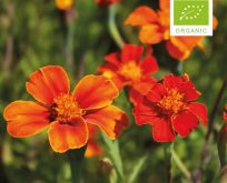 Tagetes Patula rød orange. Høj, økologiske frø