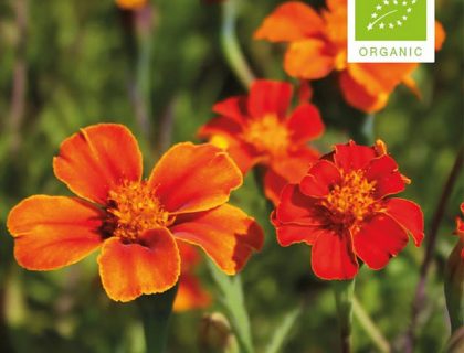 Tagetes Patula rød orange. Høj, økologiske frø