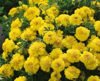 Tagetes, yellow jacket.