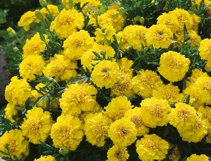 Tagetes, yellow jacket.