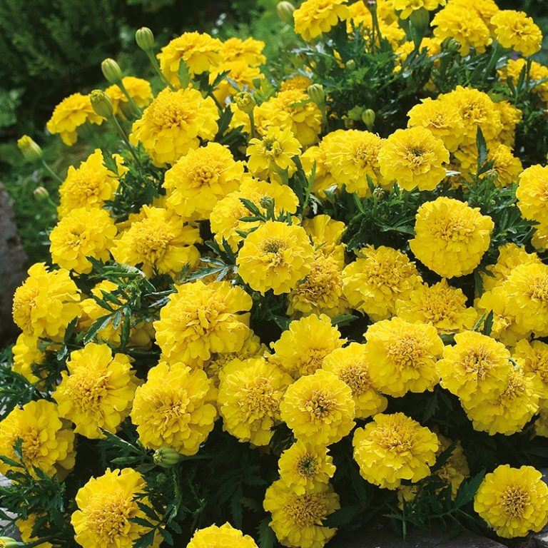 Tagetes, yellow jacket.