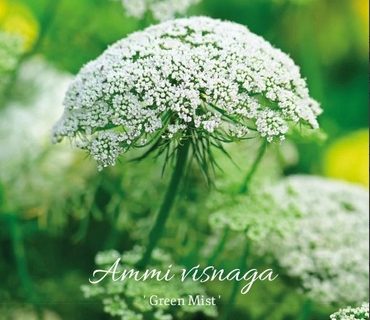 Tandstikkeurt, Green Mist