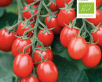 Tomat, kirsebærs-, blomme – Bolstar Baloe F1. Økologiske frø