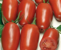 Tomat, drivhus- Agro F1