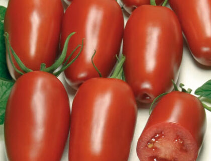 Tomat, drivhus. Agro F1