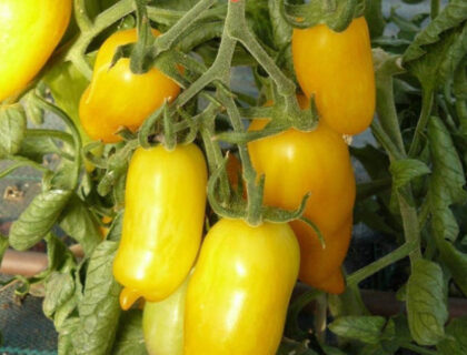 Tomat, blomme, busktomat, gul. Banana legs.
