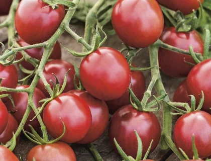 Tomat, black opal. Cherry-tomat med dyb smag og mørk skønhed