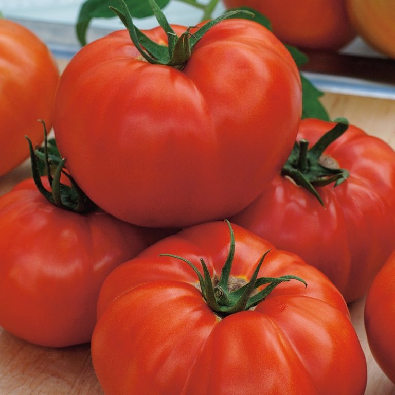 Tomato, Bøf. St Pierre