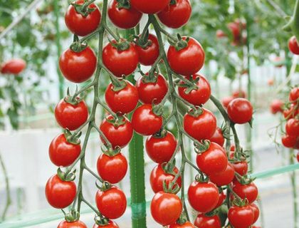 Tomat Suncherry Smile F1 – søde, røde cherrytomater i lange klaser